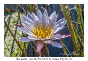 Blue Water Lily