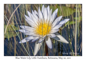 Blue Water Lily