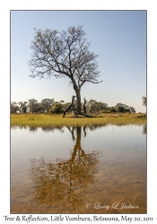 Tree & Reflection