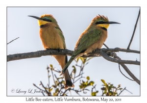 Little Bee-eaters