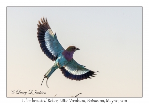 Lilac-breasted Roller