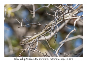 Olive Whip Snake