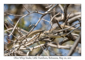 Olive Whip Snake