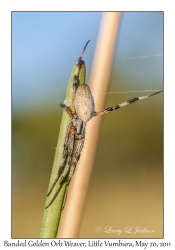 Banded Golden Orb Weaver