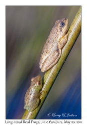 Long-nosed Reed Frogs