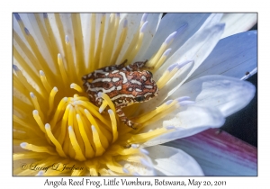 Angola Reed Frog