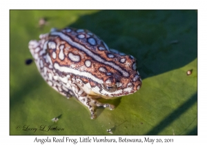 Angola Reed Frog