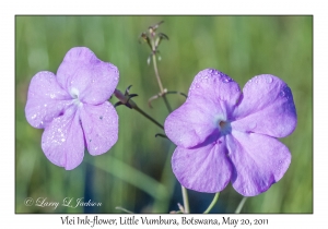 Vlei Ink-flowers