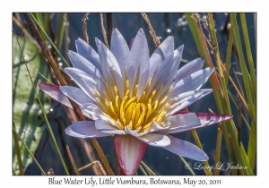 Blue Water Lily