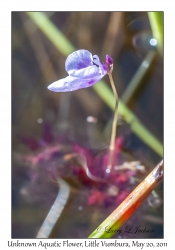 Unknown Aquatic Flower