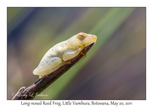 Long-nosed Reed Frog