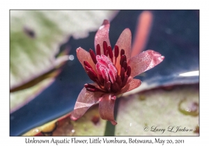 Unknown Aquatic Flower