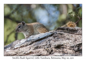 Smith's Bush Squirrel