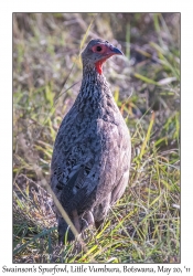 Swainson's Spurfowl