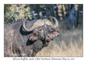 African Buffalo