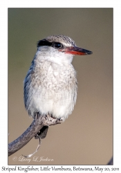 Striped Kingfisher