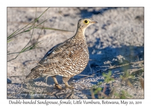 Double-banded Sandgrouse