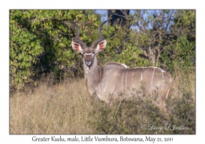 Greater Kudu