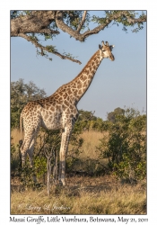 Masai Giraffe