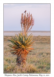 Mopane Aloe