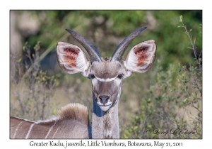 Greater Kudu