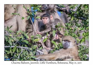 Chacma Baboons