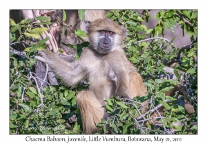 Chacma Baboon