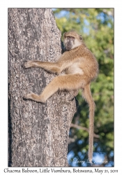 Chacma Baboon