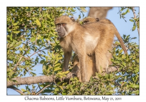 Chacma Baboons