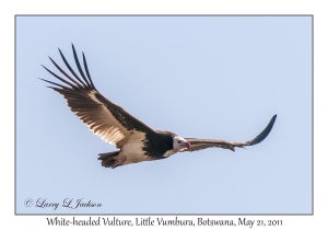 2011-05-21#7947 Trigonoceps occipitalis, Little Vumbura, Botswana