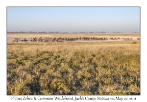 Common Wildebeest & Plains Zebra