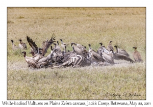 White-backed Vultures & Plains Zebra carcass