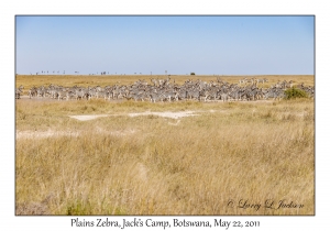 Plains Zebra