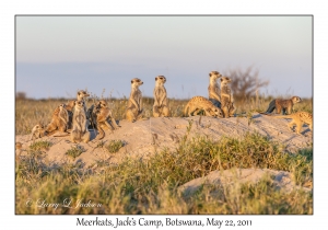 Meerkats