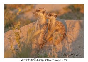 Meerkats