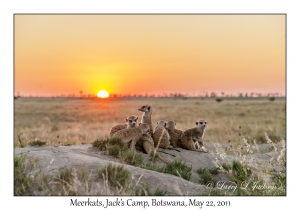 Meerkats