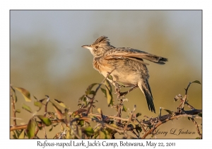 Rufous-naped Lark