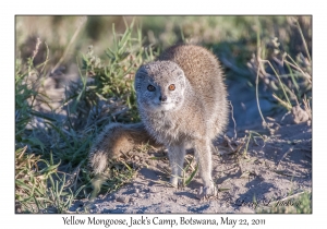 Yellow Mongoose