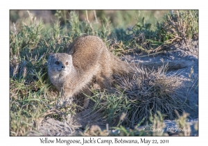 Yellow Mongoose