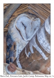 Barn Owl