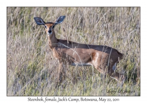 Steenbok