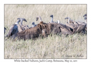 White-backed Vultures