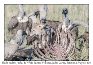 Black-backed Jackal & White-backed Vultures