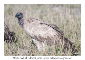 White-backed Vulture