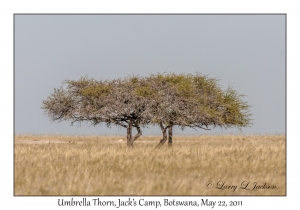 Umbrella Thorn trees