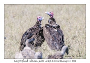 Lappet-faced Vultures