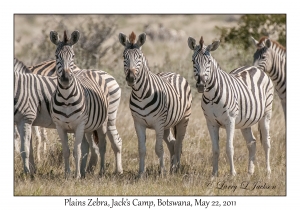 Plains Zebra