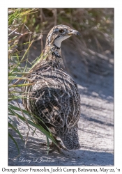 Orange River Francolin