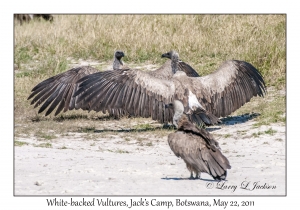 White-backed Vultures