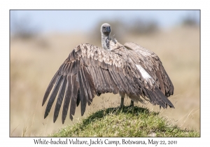 White-backed Vulture